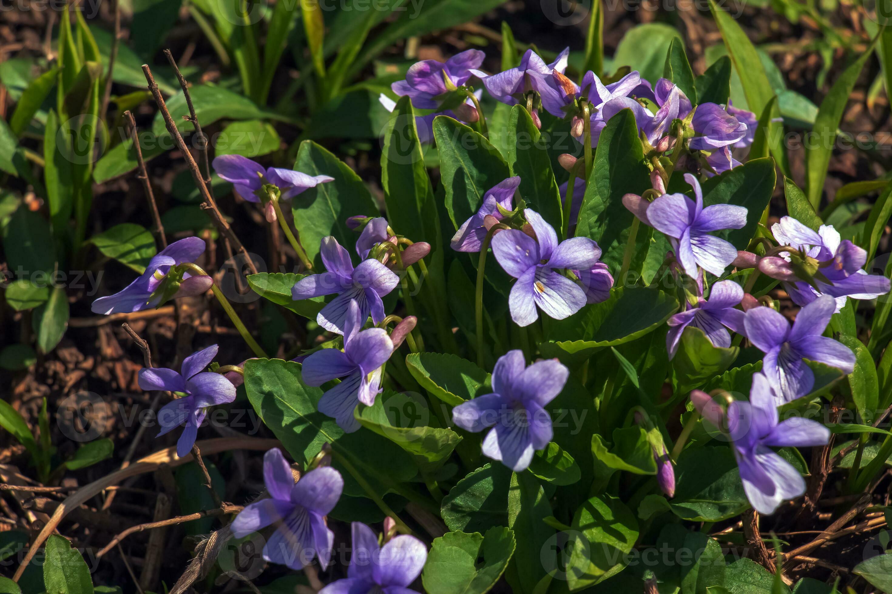 Blue Viola Mandshurica Flowers in Garden Bed