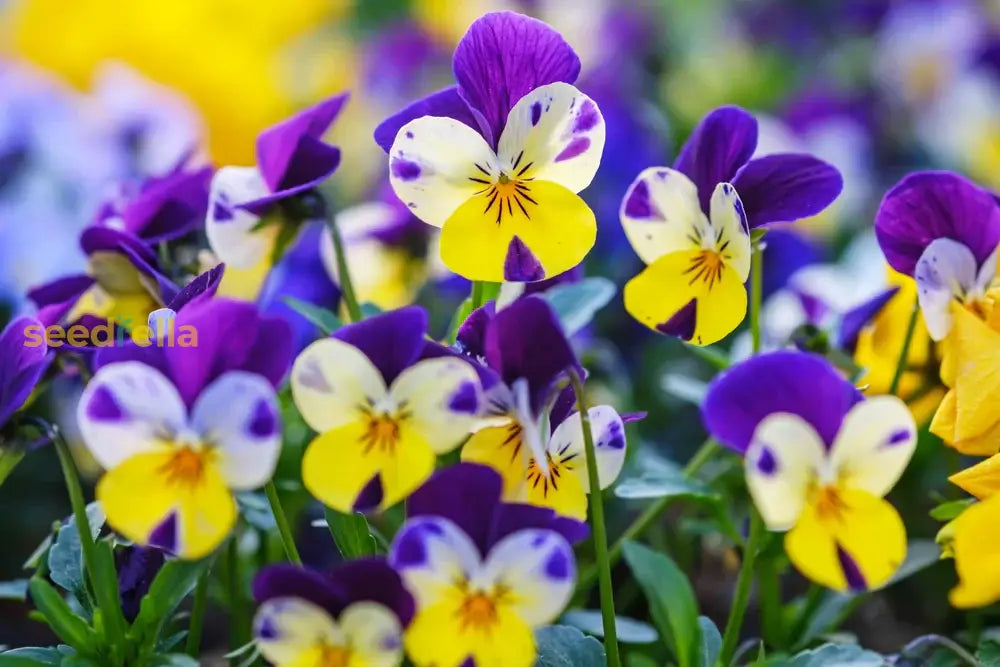 Viola Germania Flower Planting Seeds - Mixed Variety