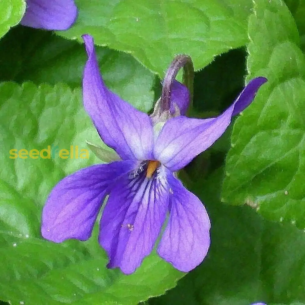 Viola Odorata ’Queen Charlotte’ Seeds Sweet Violet Fragrant Blooms And Unique Coloration