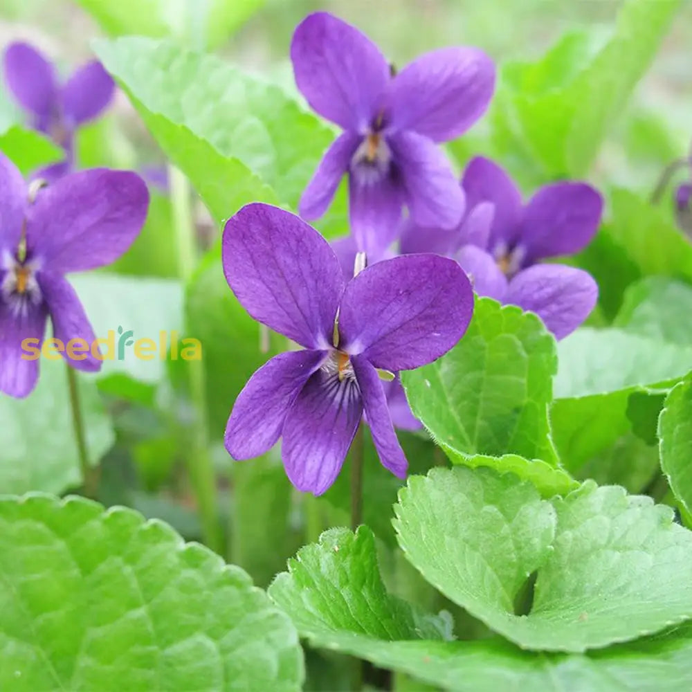 Viola Odorata ’Queen Charlotte’ Seeds Sweet Violet Fragrant Blooms And Unique Coloration