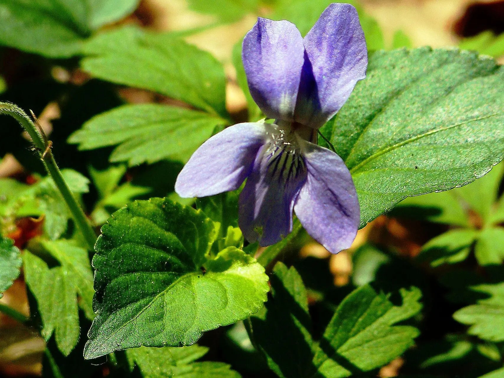 Blue Viola Mandshurica Seedlings Growing from Seeds