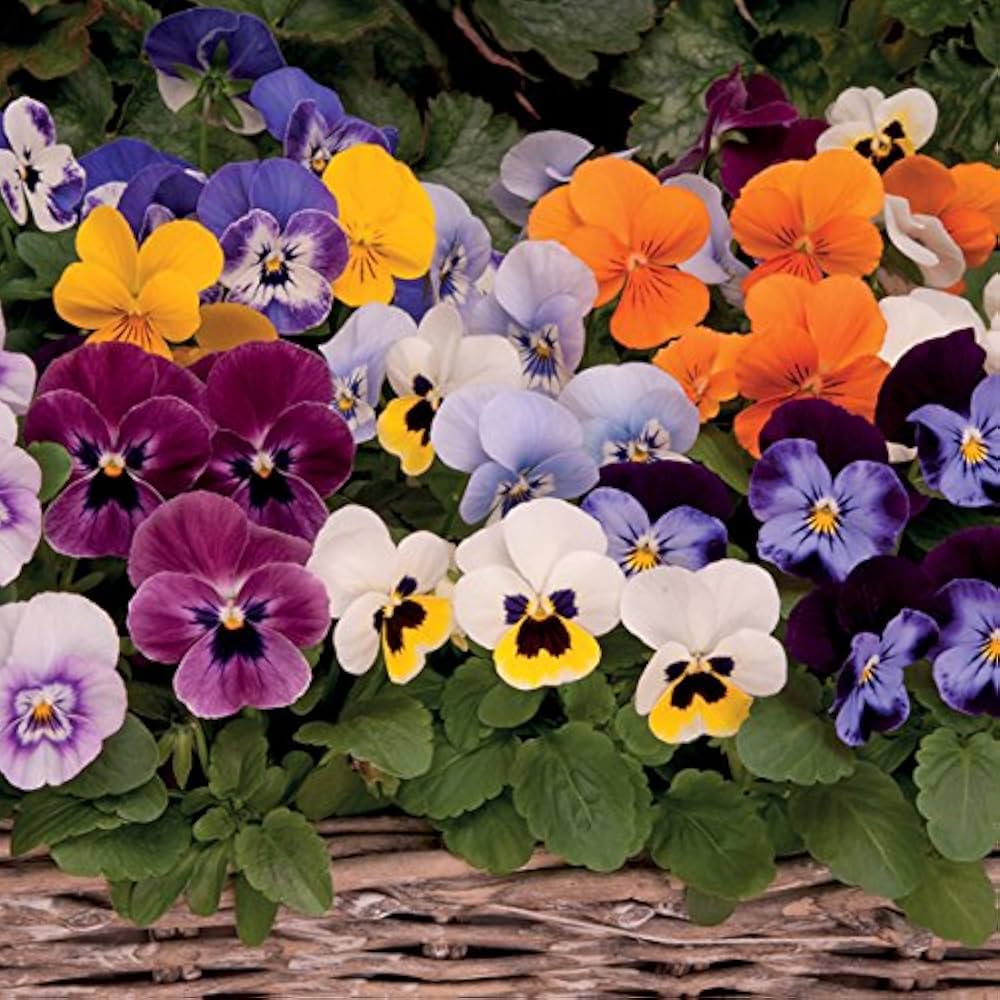 Colorful Mixed Viola Sorbet Flower Seeds for planting