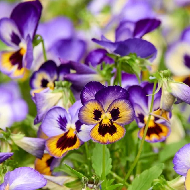 Colorful Mixed Viola Sorbet Flower Seeds for planting