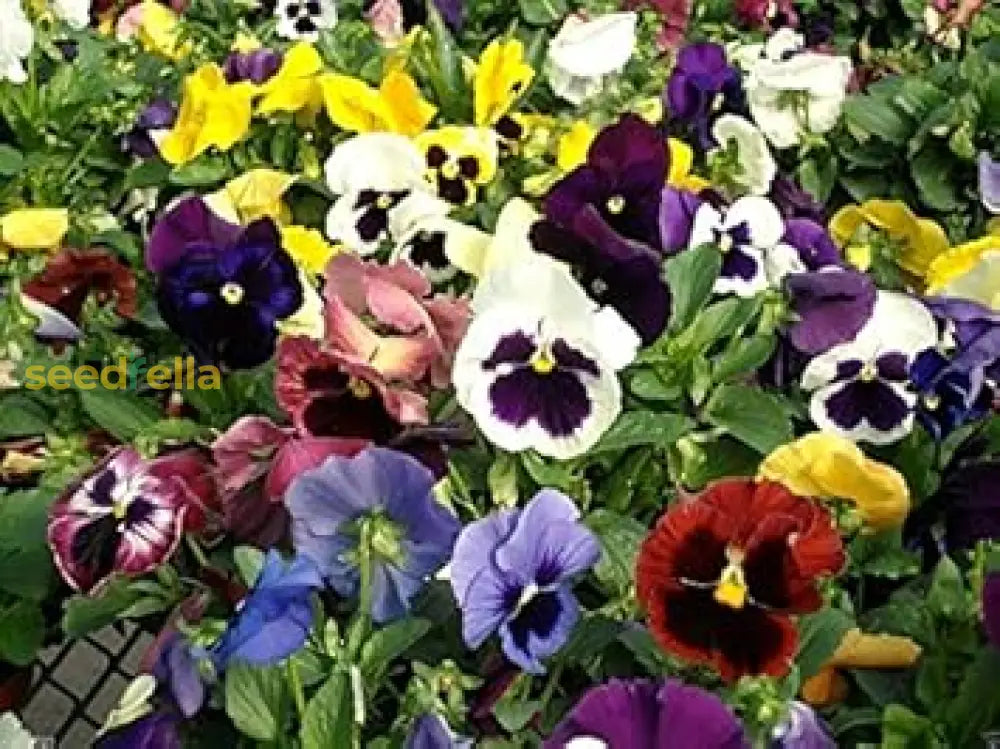 Viola Tricolor Flower Seeds For Planting