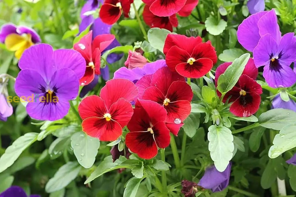 Viola Tricolor Flower Seeds For Planting