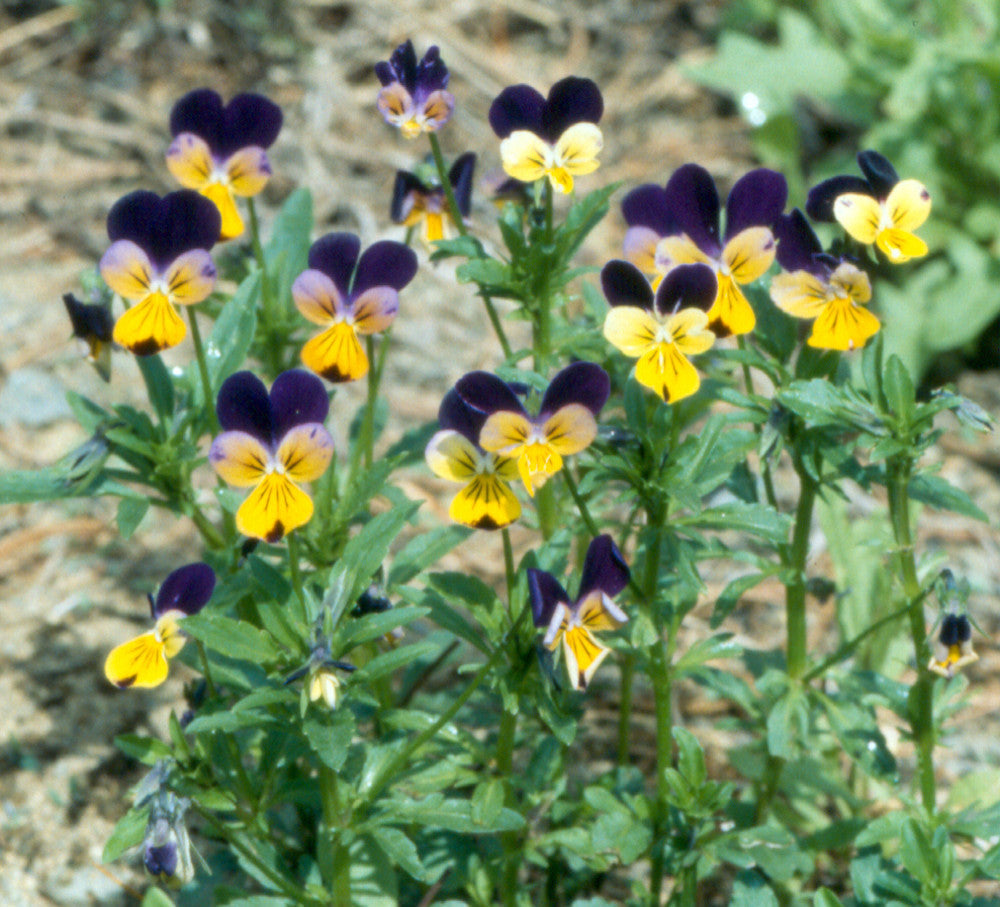 Viola (Viola Tricolor) seeds for planting in home garden