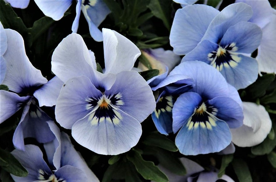 Pansy seeds for planting blue and white garden flowers