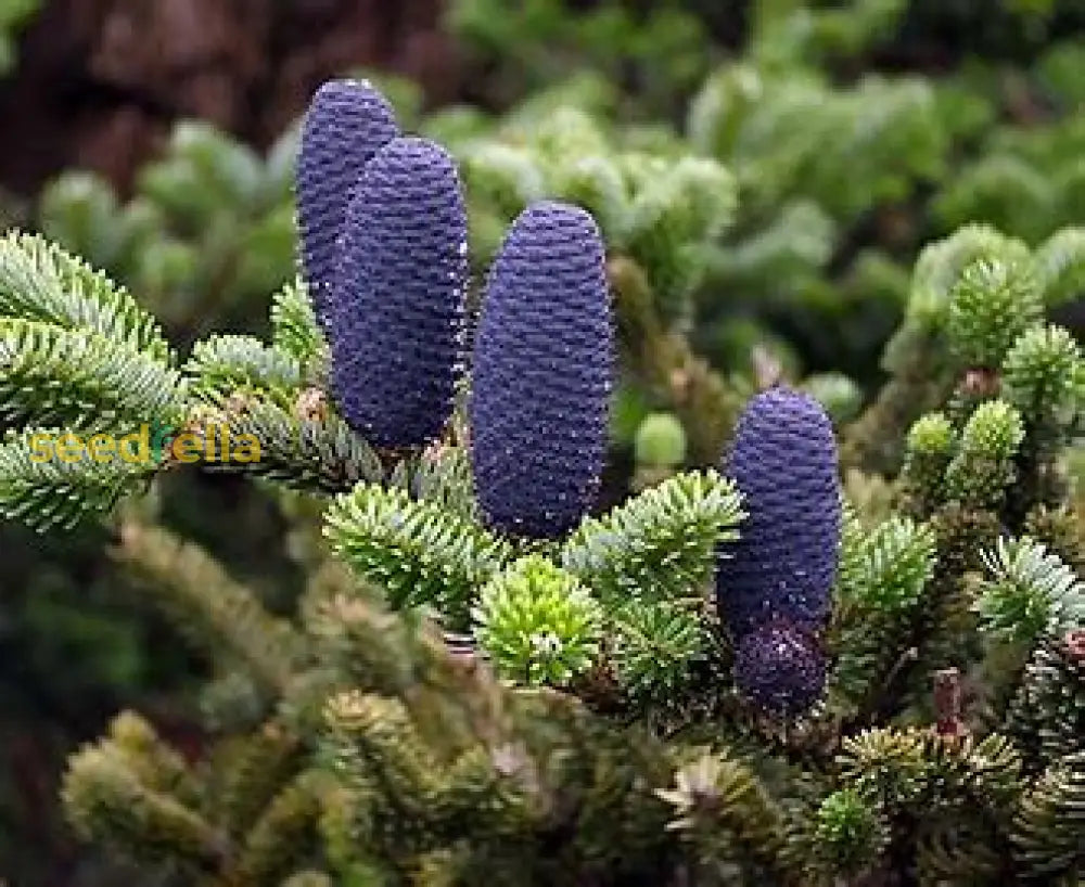 Violet Abies Seeds For Planting Plant Seeds