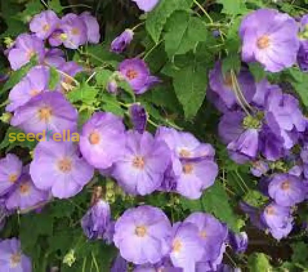 Violet Abutilon Vitifolium Seeds For Planting - Elegant Garden Flowers Flower