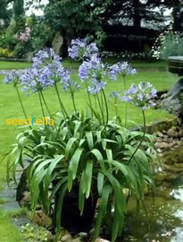 Violet Agapanthus Seeds For Planting Plant Seeds