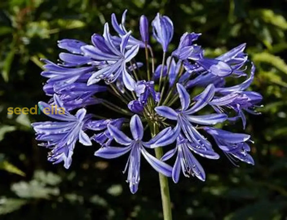 Violet Agapanthus Seeds For Planting Plant Seeds