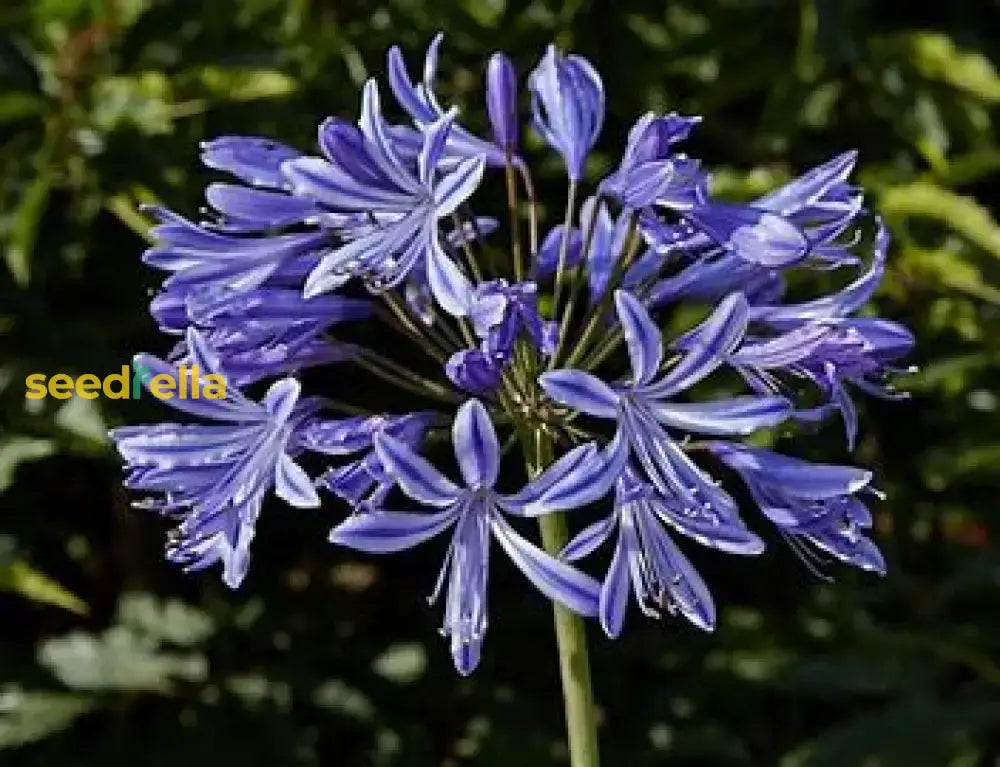 Violet Agapanthus Seeds For Planting Plant Seeds