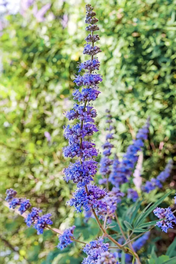 Violet Agnus Tree in Garden Landscape