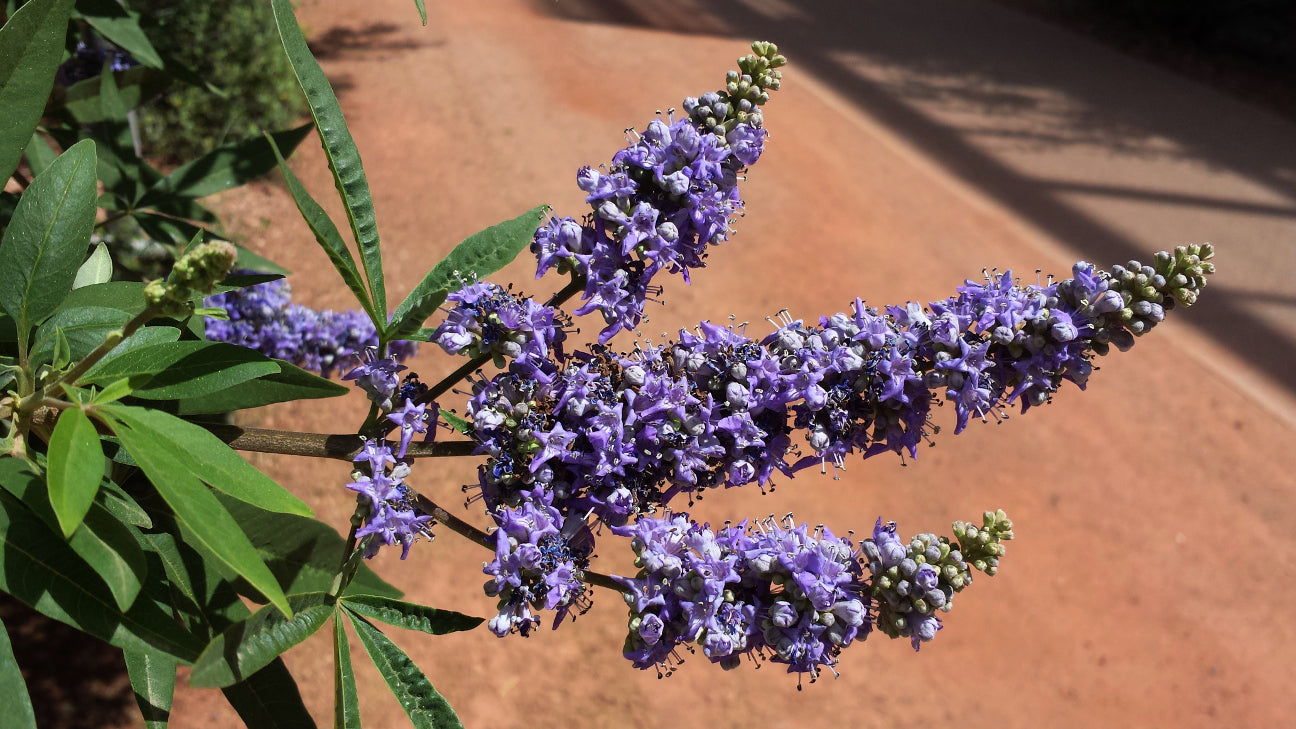 Violet Agnus Tree Seeds for Ornamental and Fragrant Planting