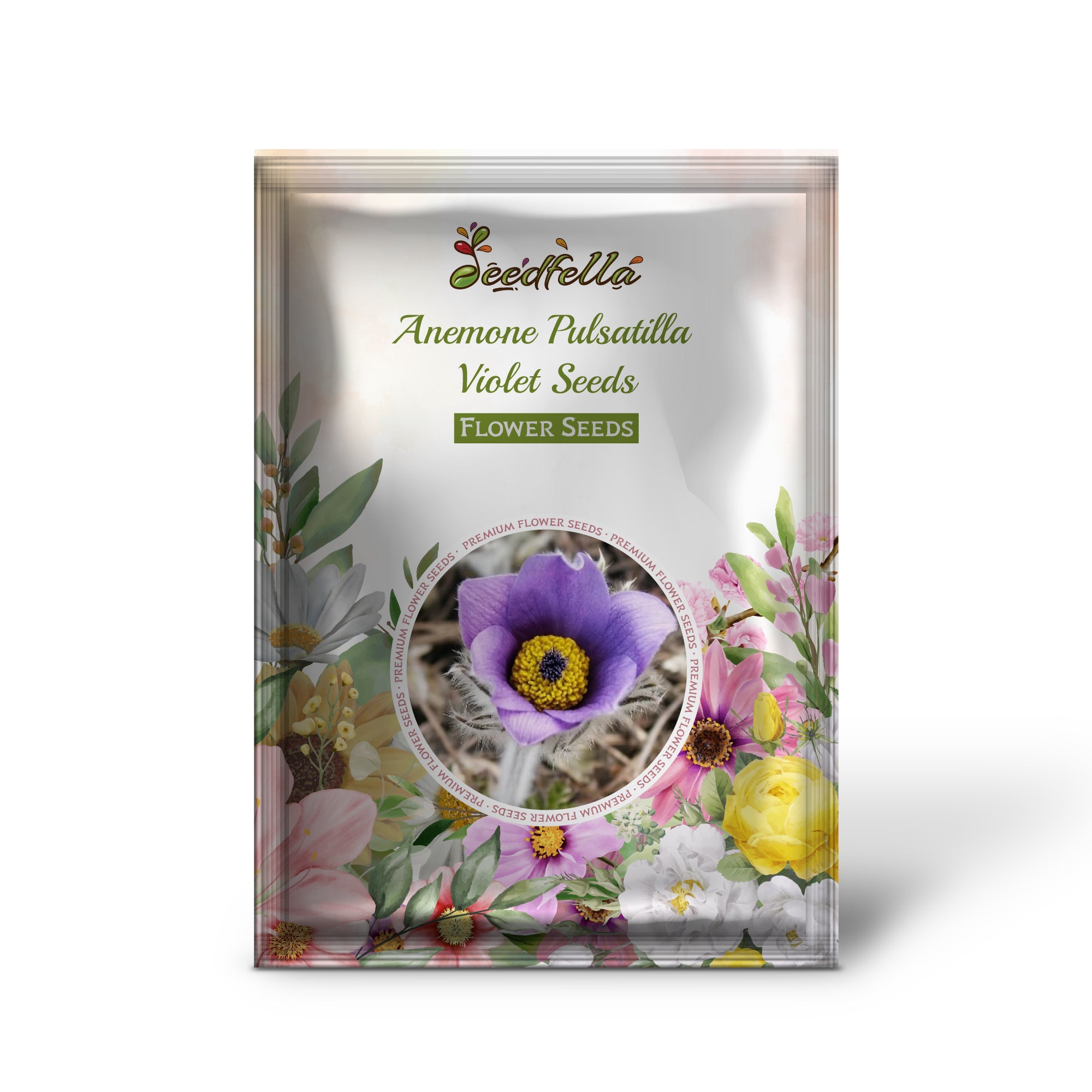 Violet Anemone Pulsatilla Flowers in Garden