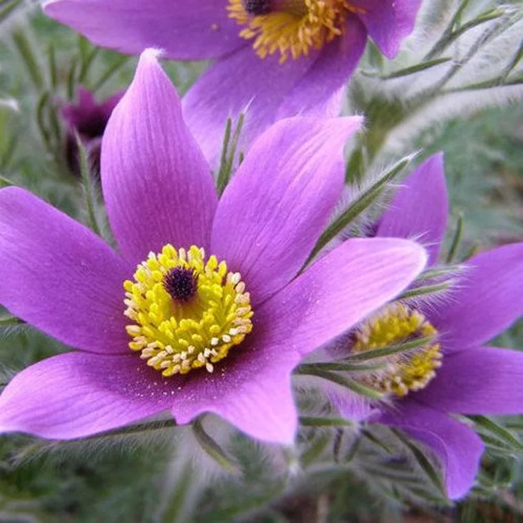 Violet Anemone Pulsatilla Seeds for Planting