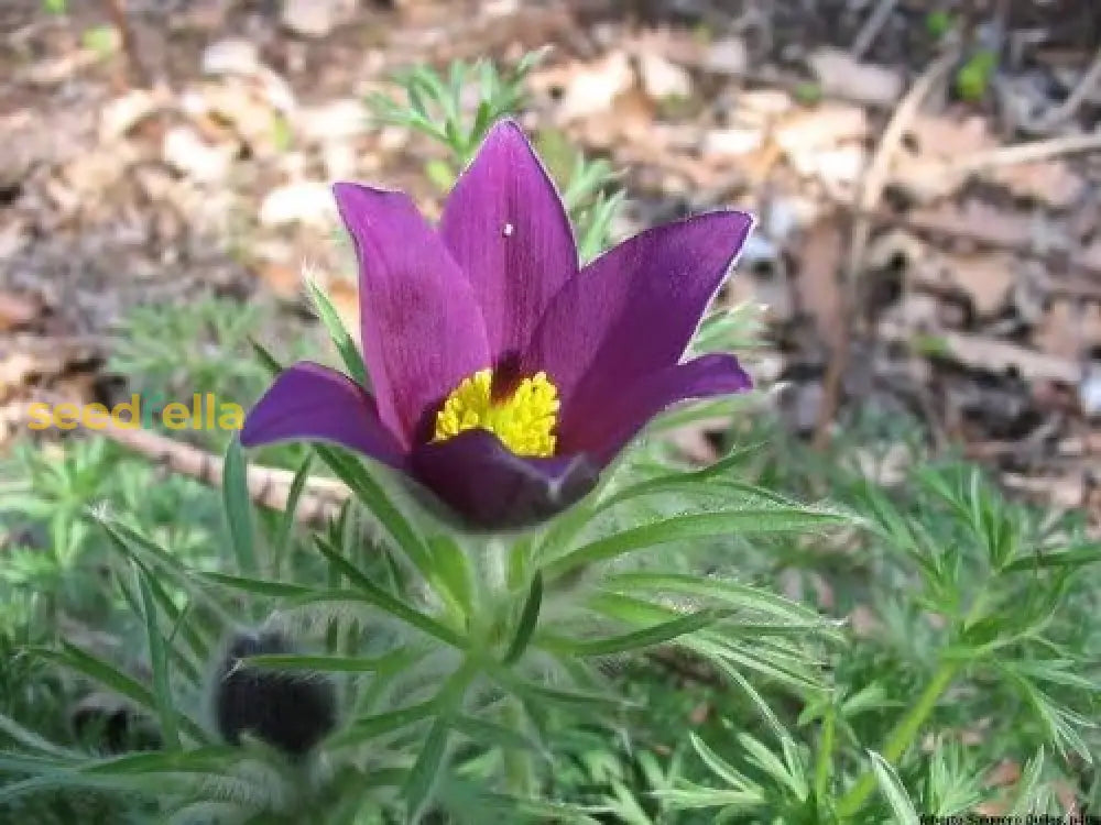 Violet Anemone Pulsatilla Vulgaris/Purple Pasque Flower Seeds Best Selling