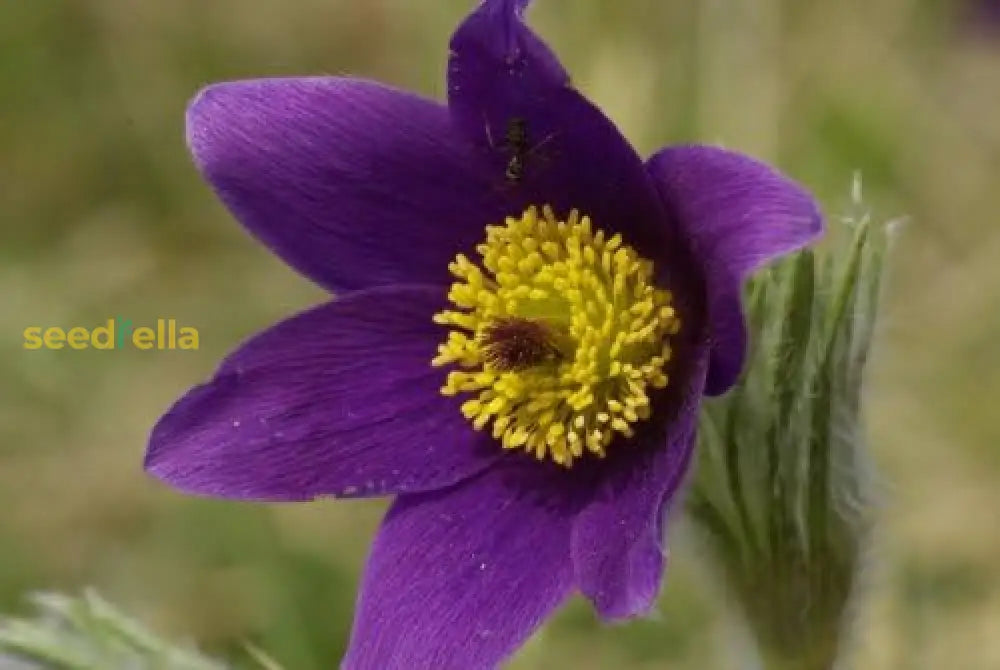 Violet Anemone Pulsatilla Vulgaris/Purple Pasque Flower Seeds Best Selling