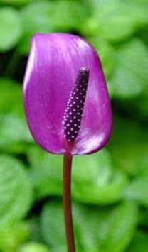 Vibrant Violet Anthurium Blooms in Garden