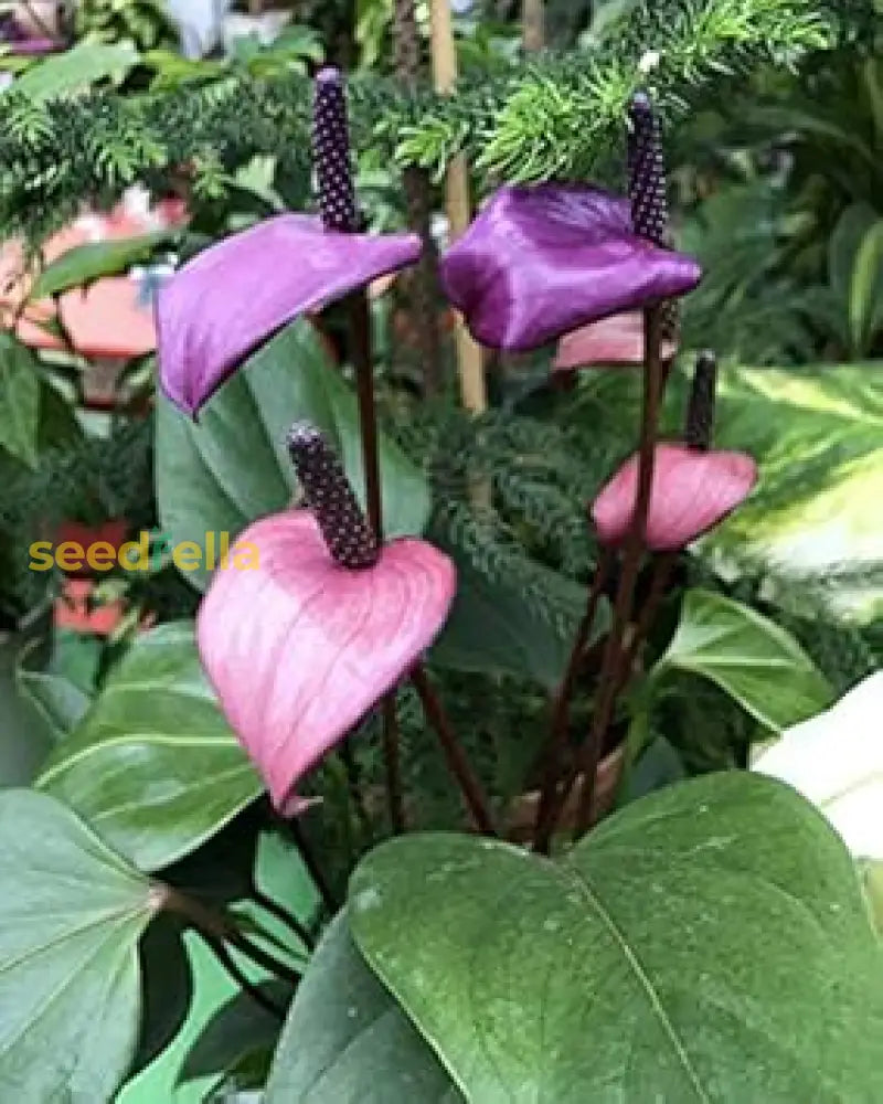 Violet Anthurium Linden Seeds For Planting - Elegant Araceae Flower