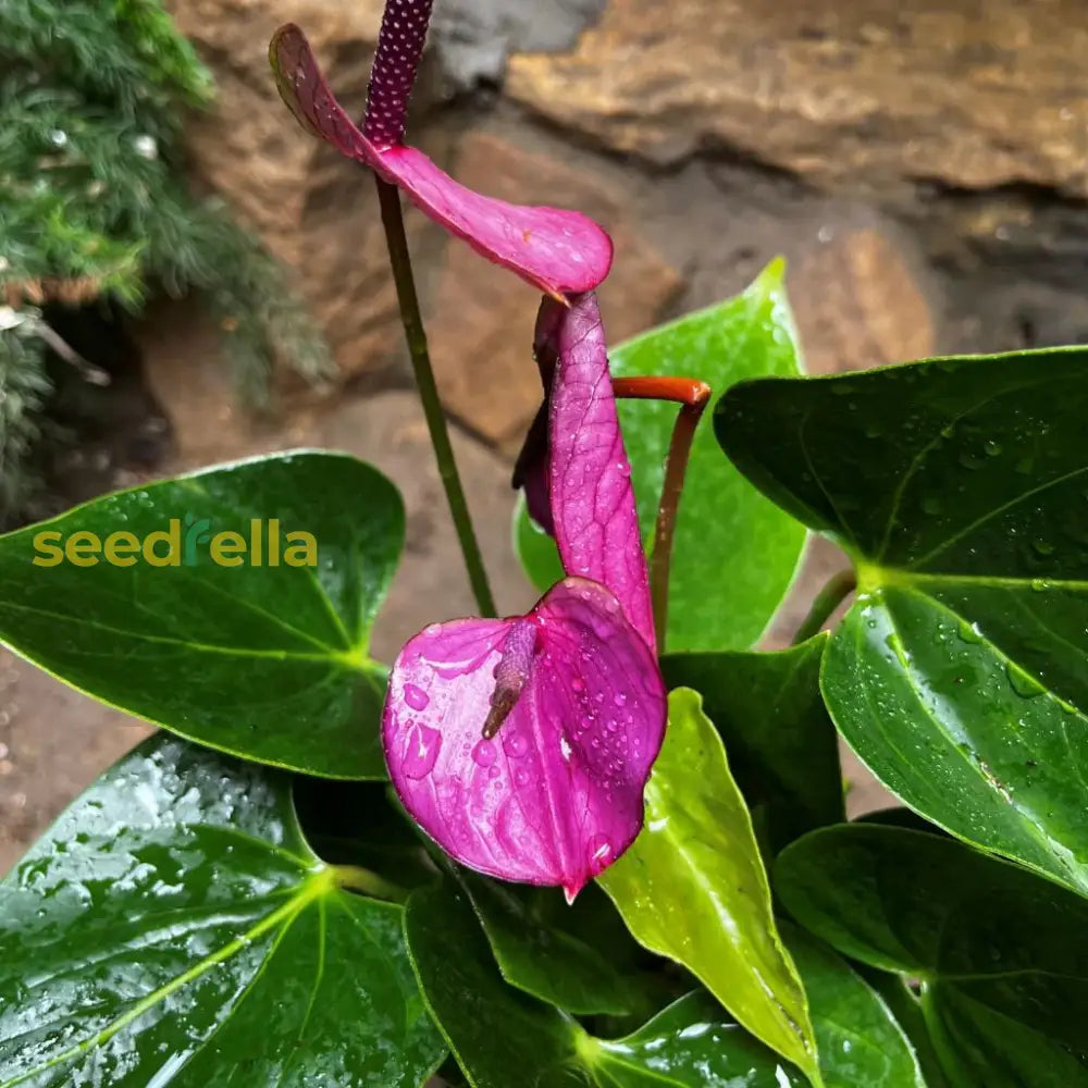 Violet Anthurium Linden Seeds For Planting - Elegant Araceae Flower