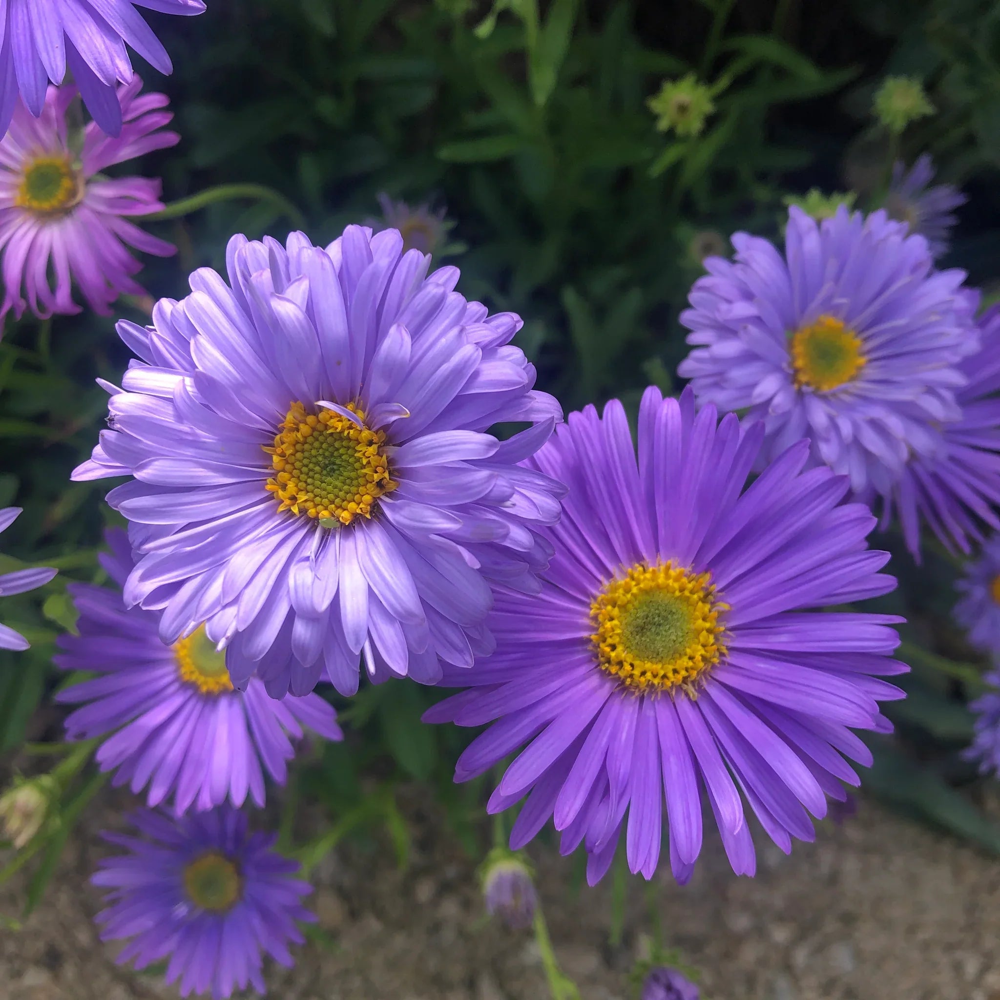 Vibrant Violet Aster Blooms in Garden