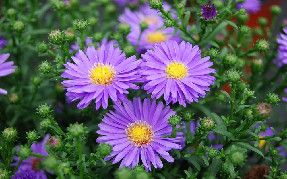 Violet Aster Flower Seeds