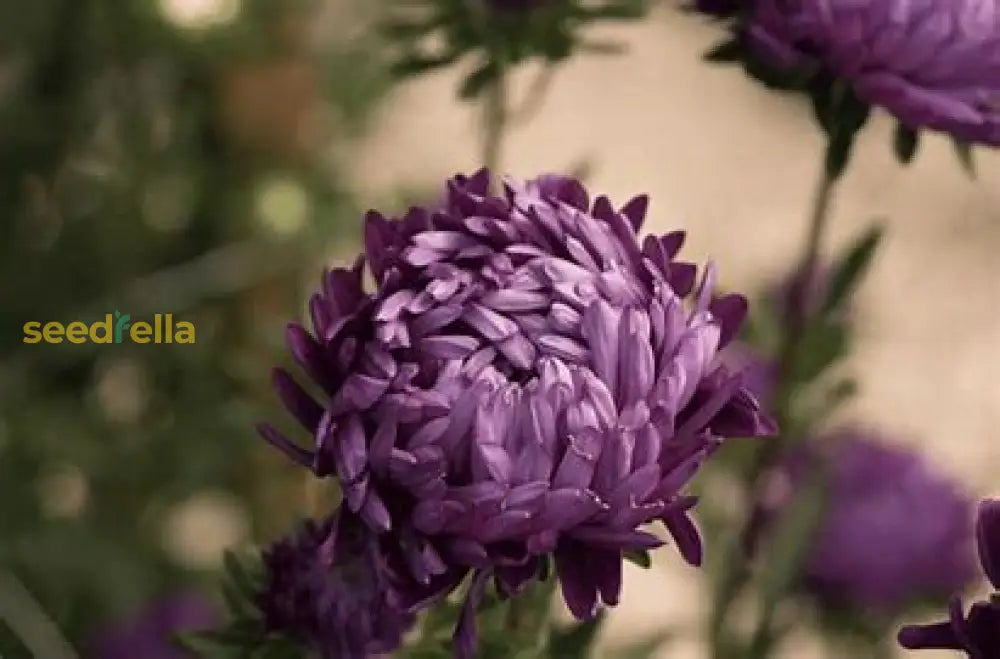 Violet Aster Seeds For Easy Planting Flower