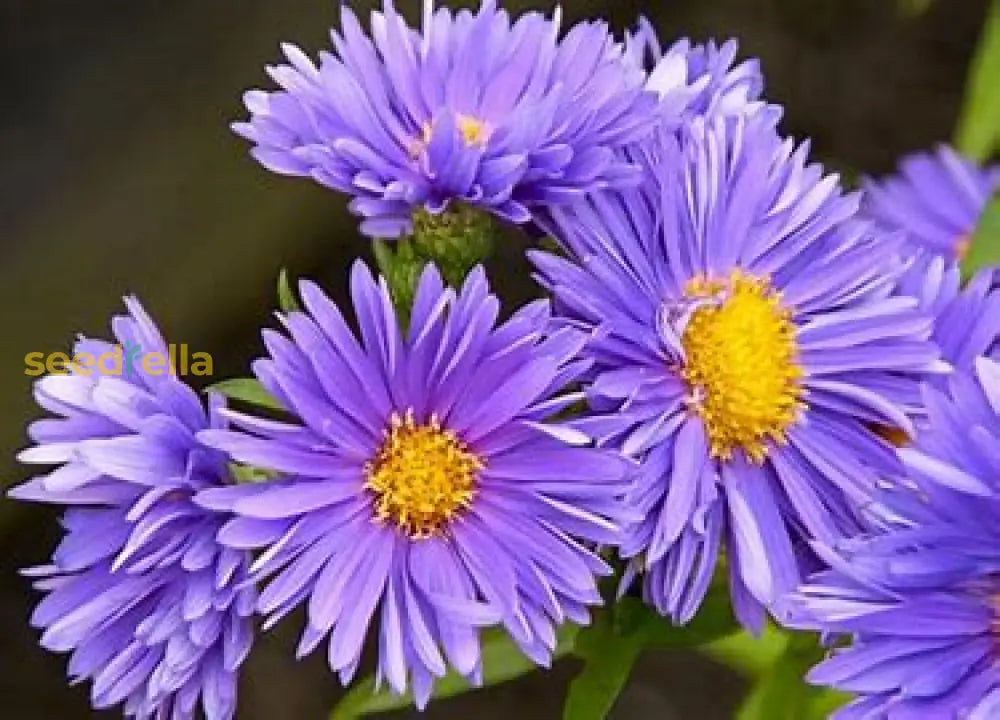 Violet Aster Seeds For Easy Planting Flower