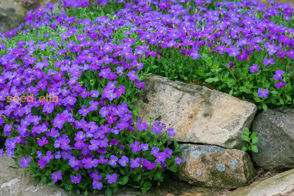 Violet Aubrieta Cultorum Flower Planting Seeds For Vibrant Gardens