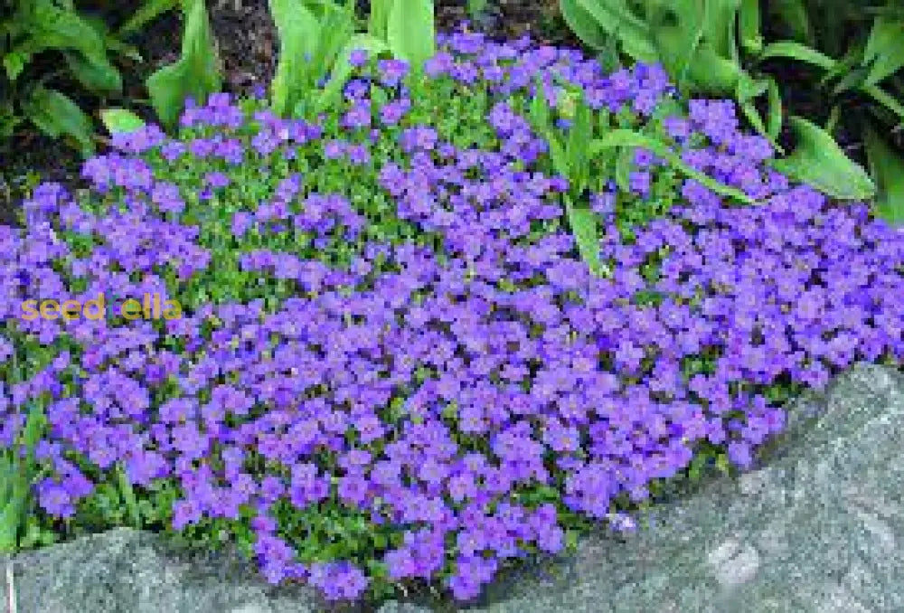 Violet Aubrieta Cultorum Flower Planting Seeds For Vibrant Gardens