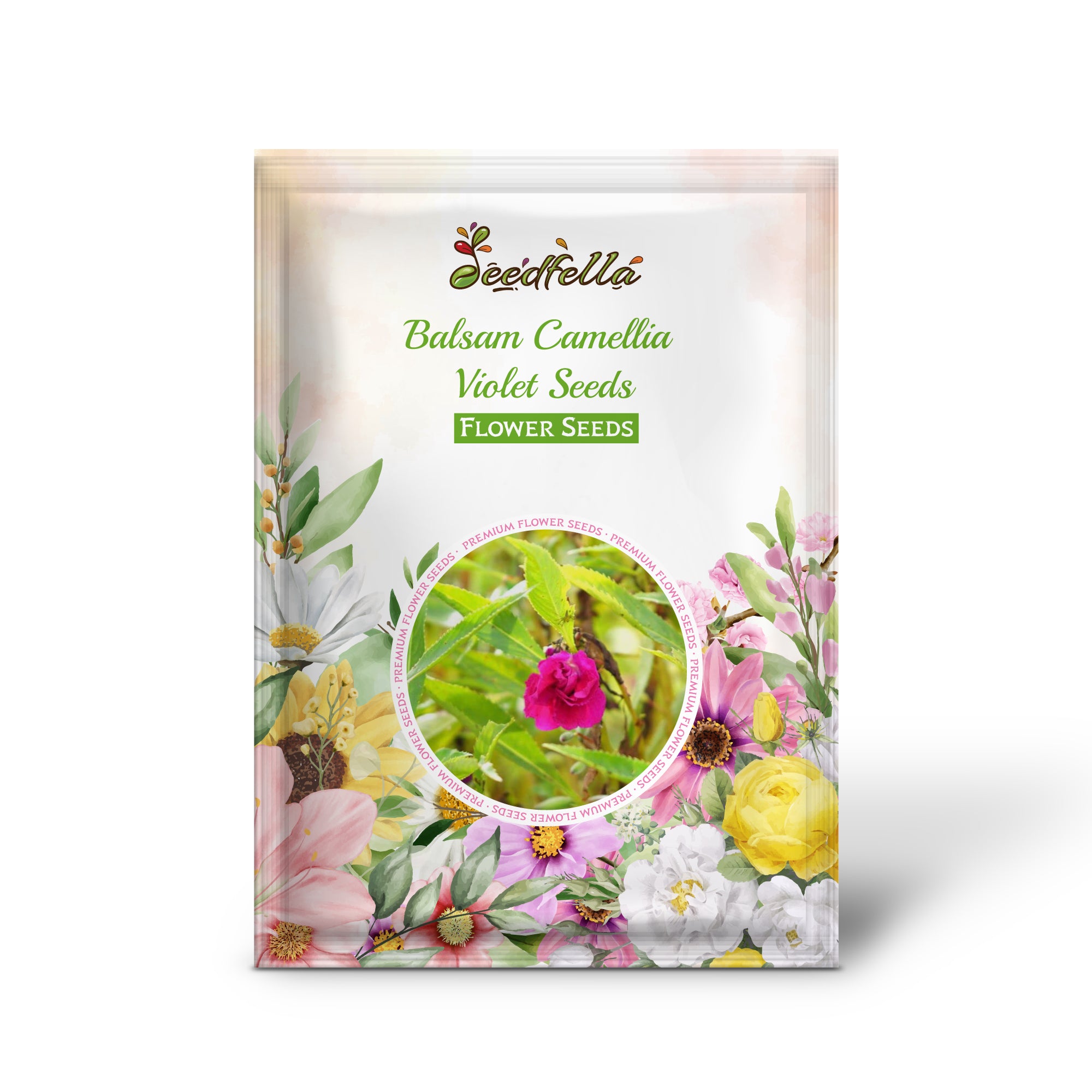 Violet Balsam Camellia Blooms in Garden