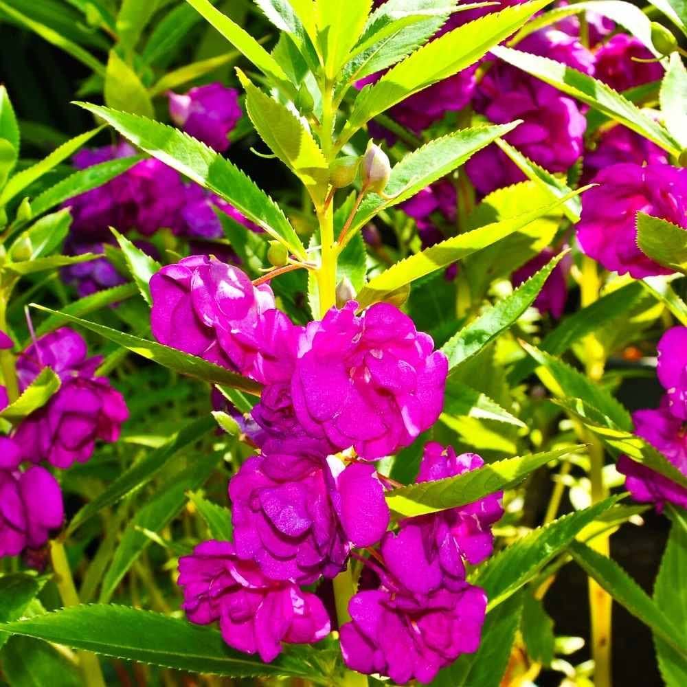 Violet Balsam Flowers in Garden Beds
