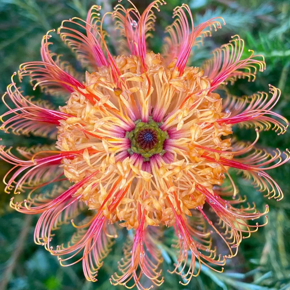 Violet Banksia Flower Seeds for Planting