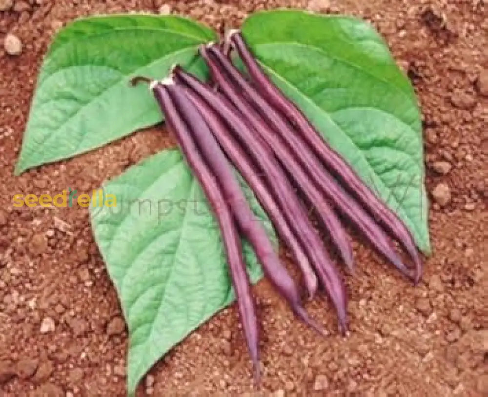 Violet Bean Seeds For Planting - Nutritious Vegetable Option