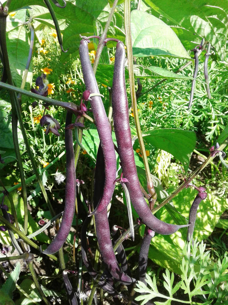 Violet bean seeds for planting in home gardens