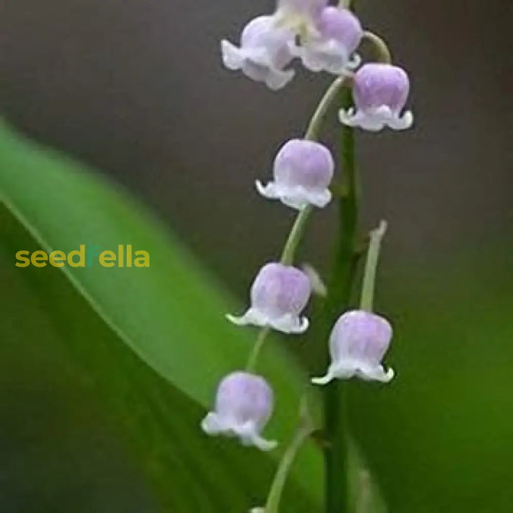 Violet Bell Orchid Flower Seeds For Planting