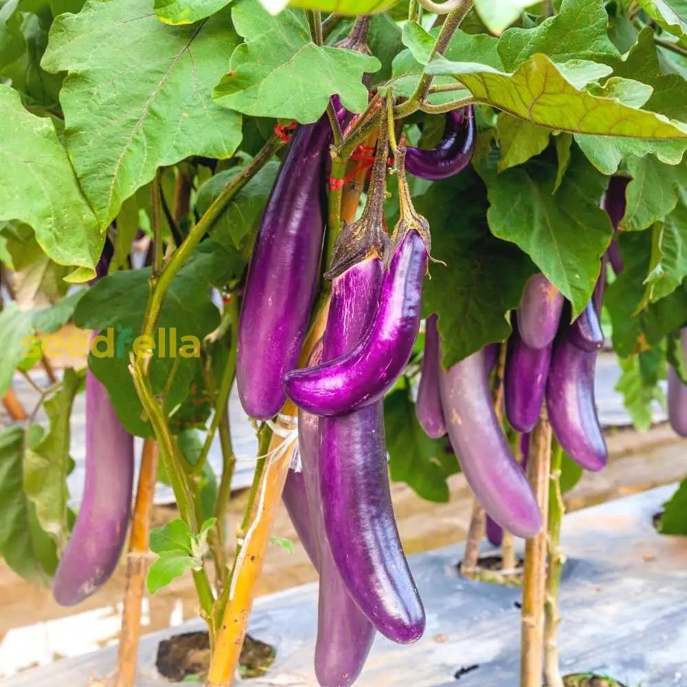 Purple brinjal fruits hanging on plant