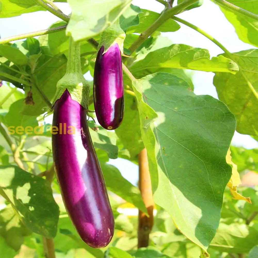 Violet Brinjal Vegetable Seeds For Planting Seeds