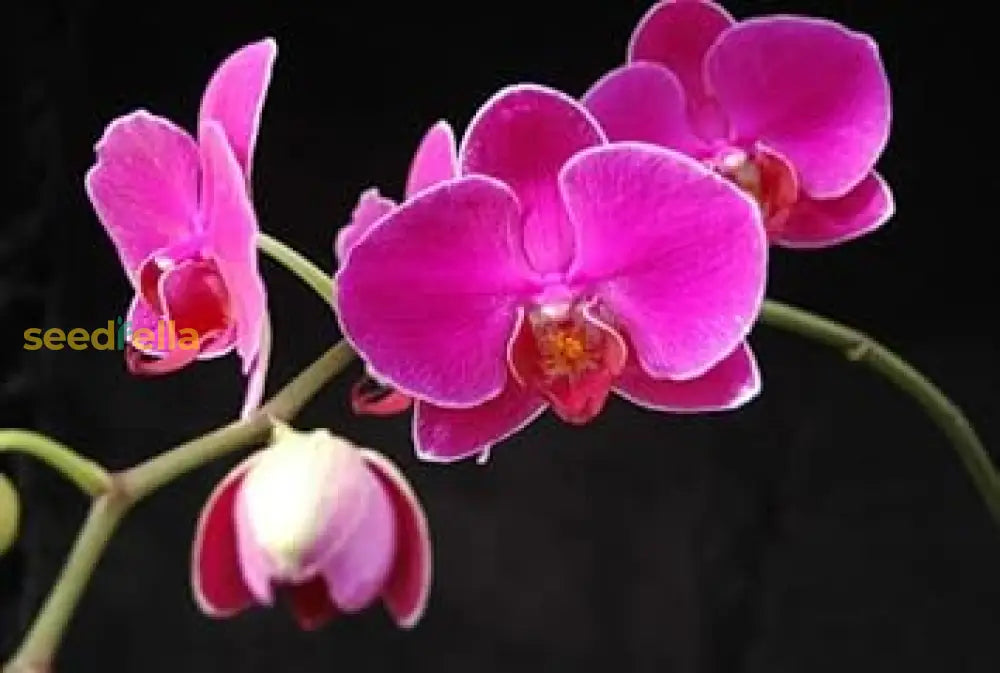 Violet Butterfly Orchid Flower Seeds for Planting