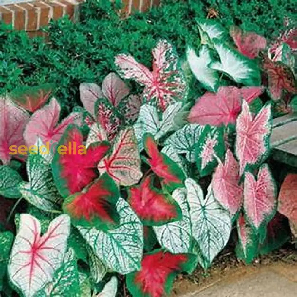 Violet Caladium Seeds For Easy Planting Plant Seeds