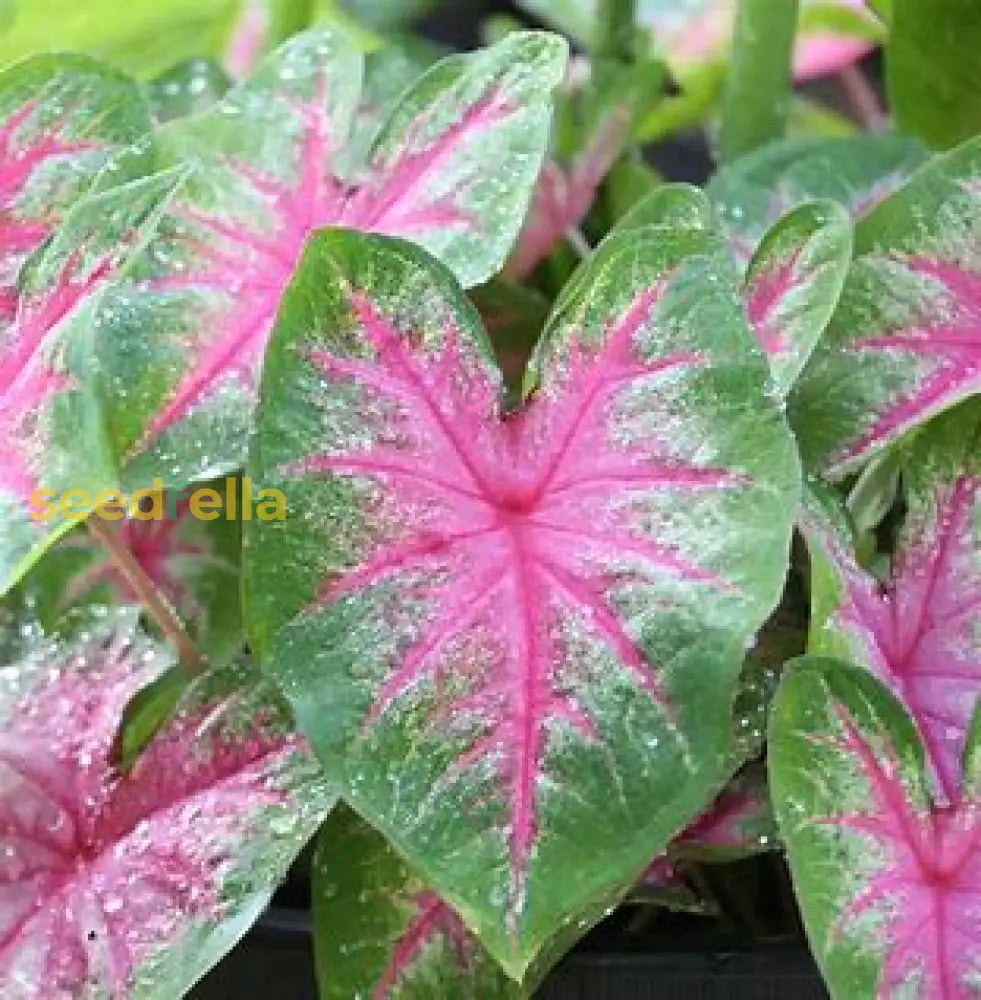 Violet Caladium Seeds For Easy Planting Plant Seeds