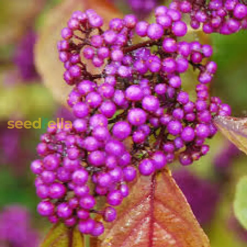 Violet Callicarpa Bodinieri Seeds For Planting  Stunning Fruit-Bearing Plants Fruit