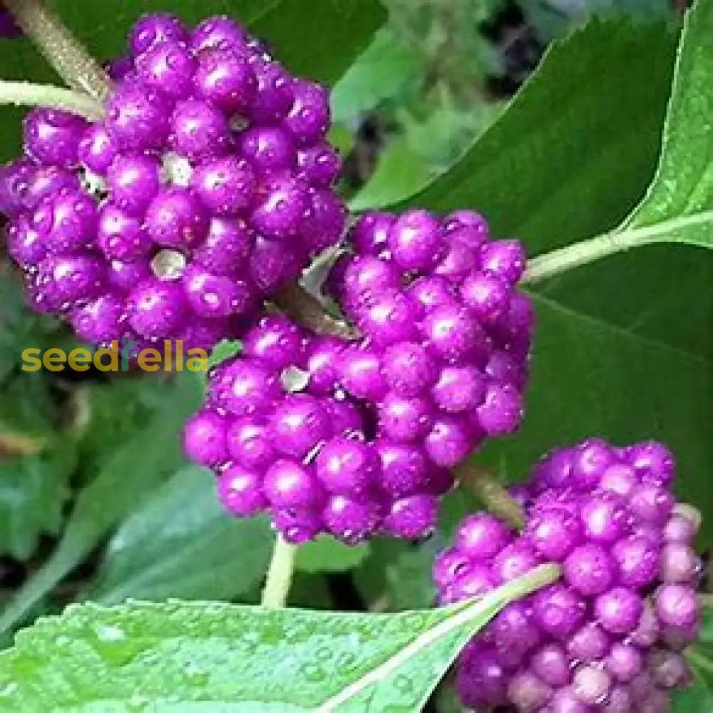 Violet Callicarpa Seeds For Easy Planting Flower