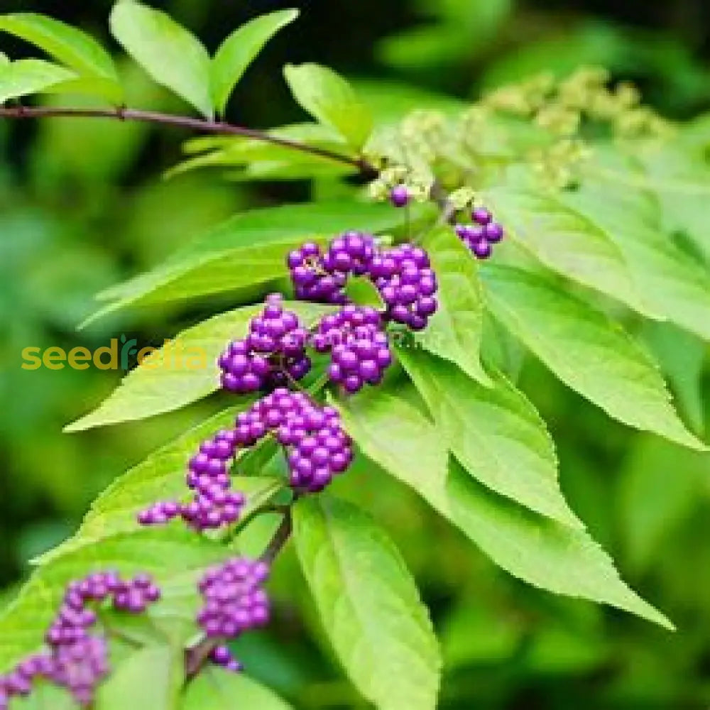 Violet Callicarpa Seeds For Easy Planting Flower