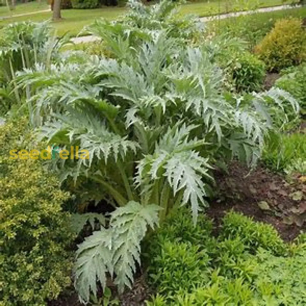 Violet Cardunculus Seeds For Planting Plant Seeds