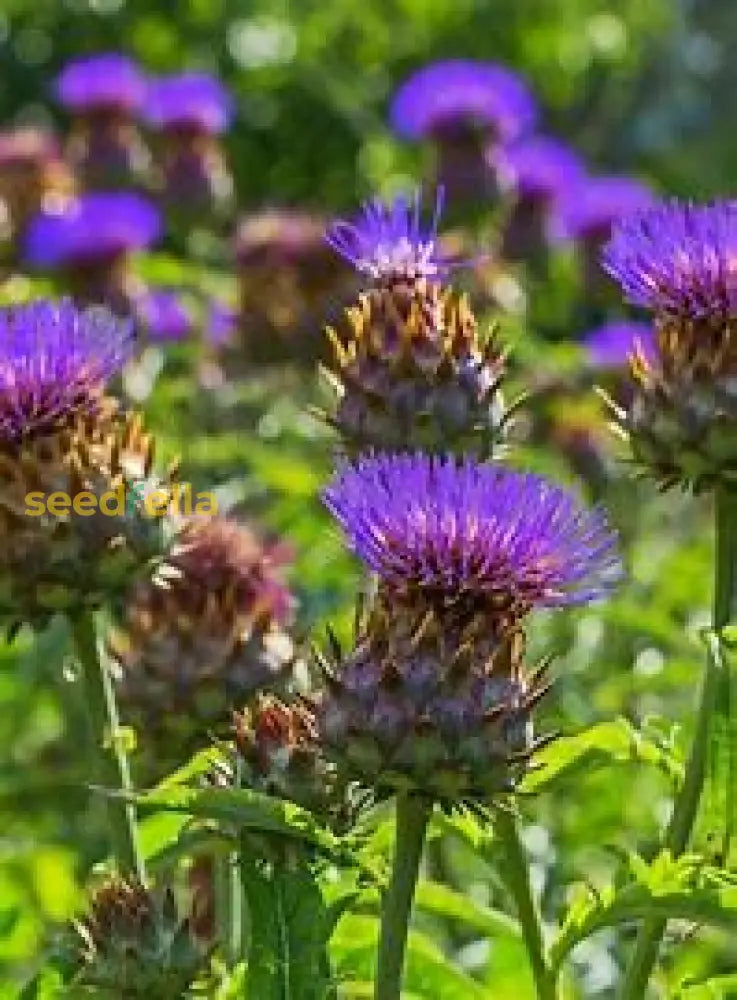 Violet Cardunculus Seeds For Planting Plant Seeds