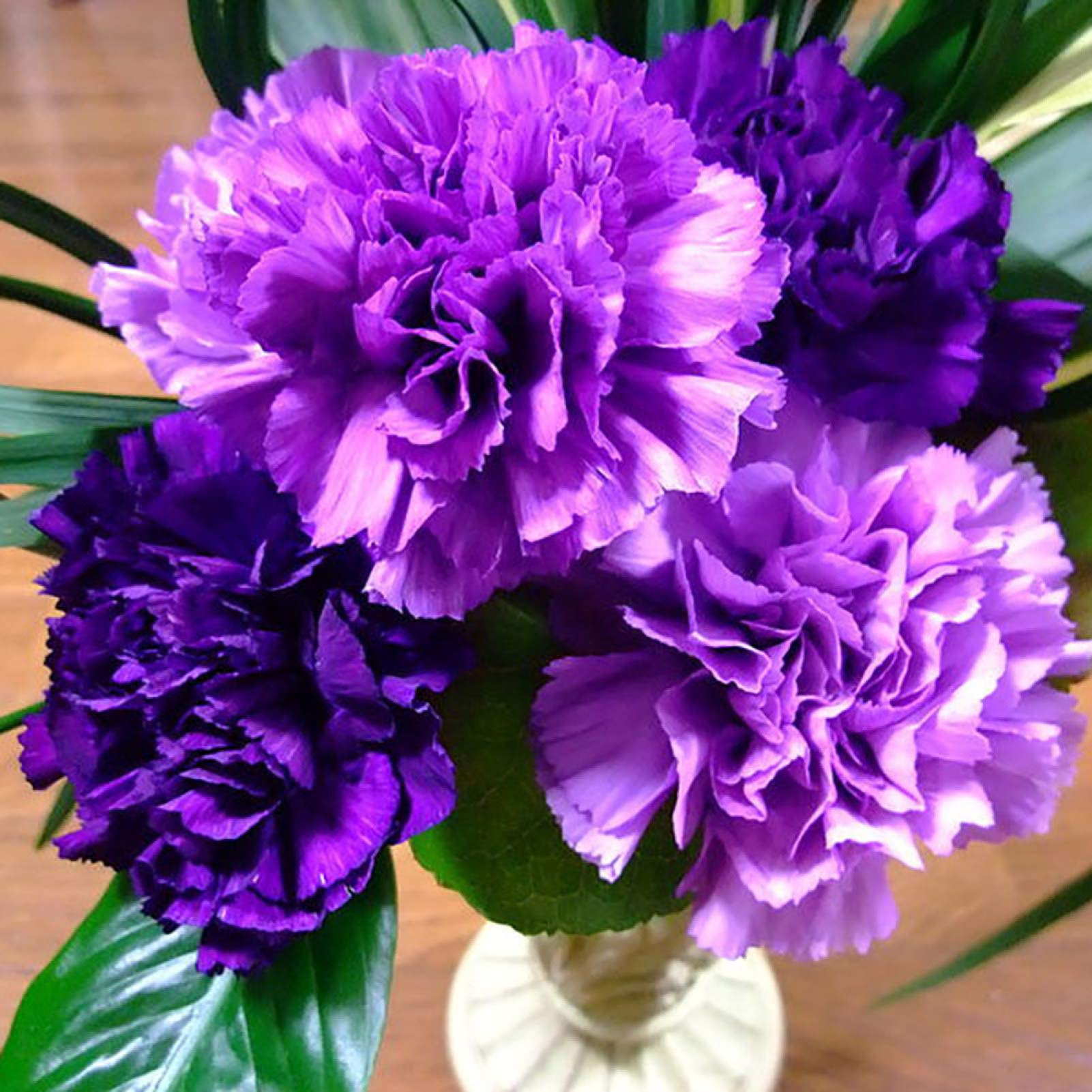 Violet Carnation Flower Seeds for Easy Planting