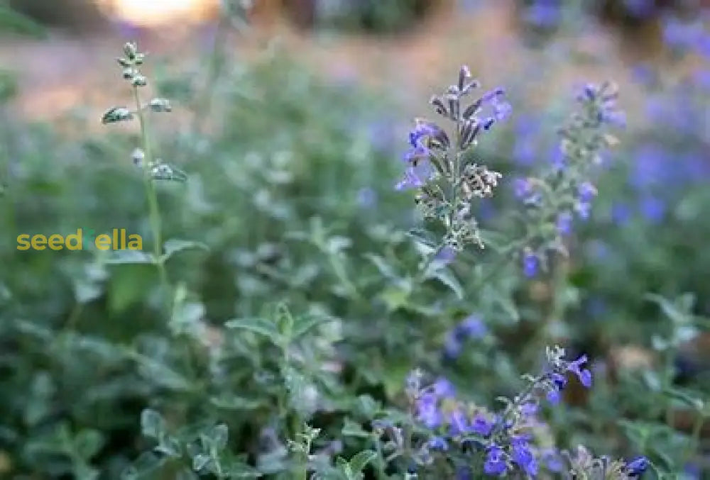 Violet Catmint Seeds For Easy Planting Flower