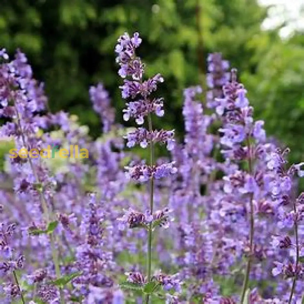 Violet Catmint Seeds For Easy Planting Flower